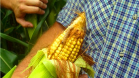 Жуки-кукурузоеды победили американские биотехнологии и могут питаться ГМ-кукурузой