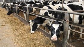 В Московской области восстановят около 100 коровьих ферм