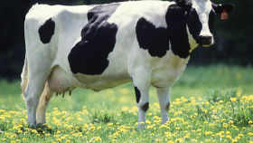 Больной бык-голштин лишил американских молочников 420 миллионов долларов