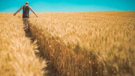 Вывозная пошлина в России тормозит рост производства ценной пшеницы