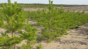 Минприроды высадит в 2017 году не менее 800 000 га леса