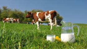 В Ульяновской области подготовили план развития молочного животноводства
