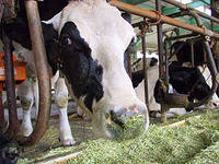 Аграрии Белгородской области возьмут курс на развитие молочного животноводства