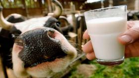 Кооператив в Вологодской области станет основой развития молочного животноводства
