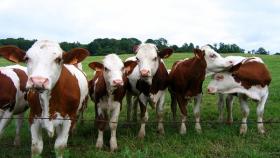 В Северной Осетии начнут разводить коров монбельярд