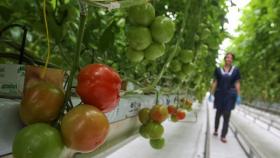 Михаил Глушков: Российские аграрии не боятся томатов из Турции