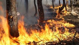 В Волгоградской области объявили штормовое предупреждение в связи с пожарами