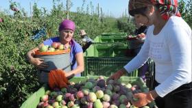 Молдавия начала экспорт фруктов в Россию без пошлины