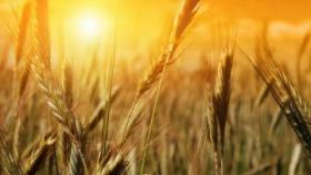 На Кубани убрали половину озимой пшеницы