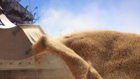 В РФ продлили нулевую ставку таможенной пошлины на пшеницу