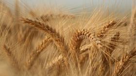 Урожай пшеницы в Бразилии вырастет на 8%