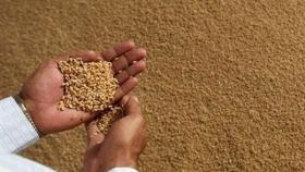 Египет закупил в государственный фонд 1,15 млн. тонн пшеницы