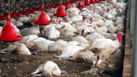 Белоруссия ограничила ввоз птицы из трех областей РФ из-за птичьего гриппа
