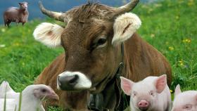 Россия и Белоруссия создадут общие центры селекции животноводства