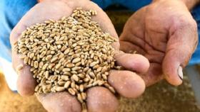 Уборка зерна в Воронежской области началась на пару недель позже