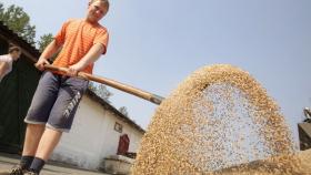 В Крыму убрали почти четверть ранних зерновых