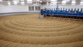 В 2017 году в Ростовской области появится завод по глубокой переработке зерна