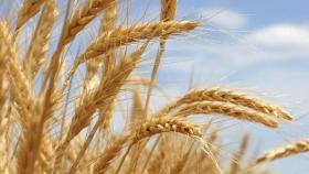 Донские фермеры превысили 8 млн тонн ранних зерновых