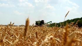 Фермеры Крыма дошли до полумиллиона тонн зерна