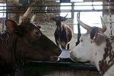 В Ставропольском крае объединят производителей и переработчиков животноводческой продукции