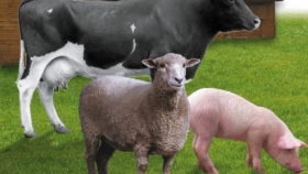 Дагестан в шесть раз увеличил поддержку фермерского животноводства