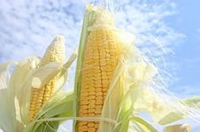 В Башкирии кукуруза станет приоритетной культурой