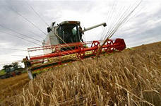 Валовой сбор зерновых в Крыму составил более миллиона тонн