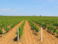 Крыму необходимо переориентироваться на виноградарство и овощеводство