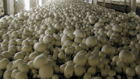МСХ РФ просит поддержки у государства в выращивании грибов
