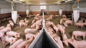 «Черкизово» построит новые площадки для откорма свиней