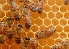 В Самарской области рассмотрят проект закона «О пчеловодстве»