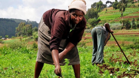 Кения нуждается в партнерстве России в сельском хозяйстве