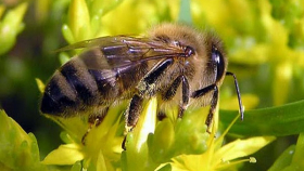 В Томске начали разведение чистопородной среднерусской пчелы