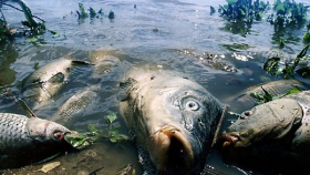 В одном из прудов Новороссийска установлена массовая гибель рыбы