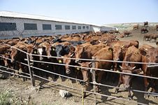 Ветврачи проверили на бруцеллёз 279 коров в Пролетарском районе
