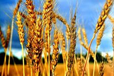 Тульские аграрии добились хорошей урожайности озимой пшеницы