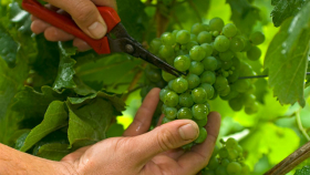 Винзавод «Золотая балка» собрал на 20% меньше запланированного винограда