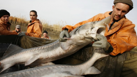 Кубанские производители осетрины не выдерживают конкуренции с браконьерами