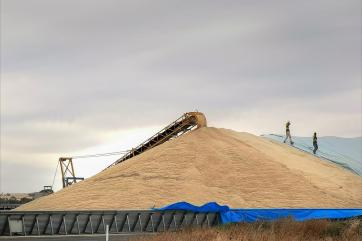 Топ-20 компаний экспортируют 76 процентов российского зерна