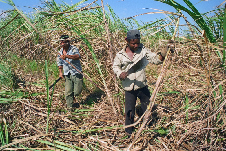 Бразилия сахарный тростник. Сельское хозяйство Бразилии сахарный тростник. Сахарный тростник в Бразилии. Куба сахарный тростник плантации. Сахарный тростник в Латинской Америке.