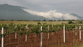 Дагестан ожидает рекордного урожая винограда