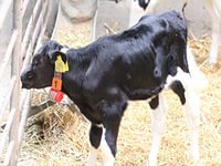 Тульские фермеры получат коров в обмен на молоко