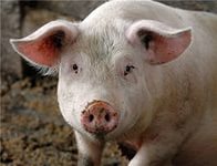 ГК «Черкизово» может отложить строительство свинокомплексов в Воронежской области