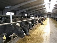 К модернизации молочной отрасли присоединилось более 10 новых ферм Башкирии