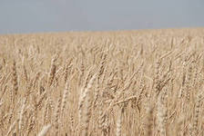 Осадки повлияли на косовицу озимых зерновых в Башкирии
