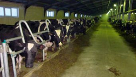 Волгоградская область переходит на стойловое содержание скота