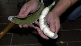 В бананах из Эквадора в польских магазинах обнаружили 170 кг кокаина