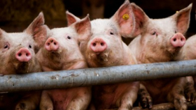 В Астраханской области увеличилось поголовье свиней
