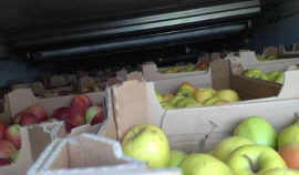 Через Казахстан пытались провезти 220 тонн санкционных яблок