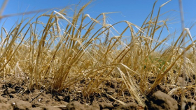 В Волгоградской области всходы могут пострадать от засухи